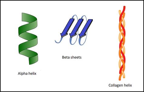 Unraveling Protein Structures: Alpha Helix And Beta Sheets .